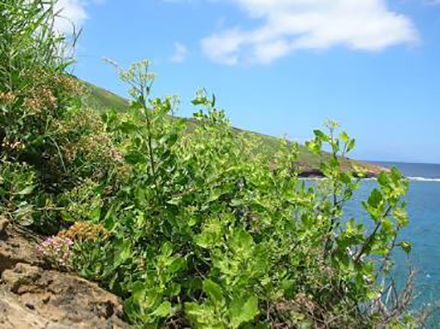 Ekstrak Pluchea indica folium