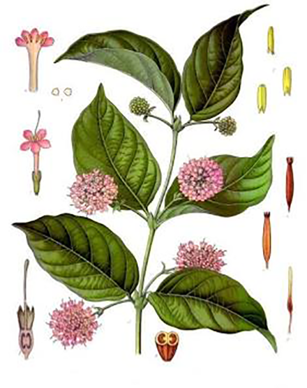 Ekstrak folium Uncaria gambir